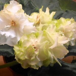 Фіалка Spring Rose