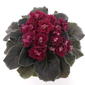 Фіалка Ness Antique Red