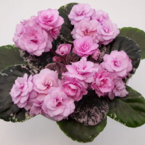 Rose Bouquet
