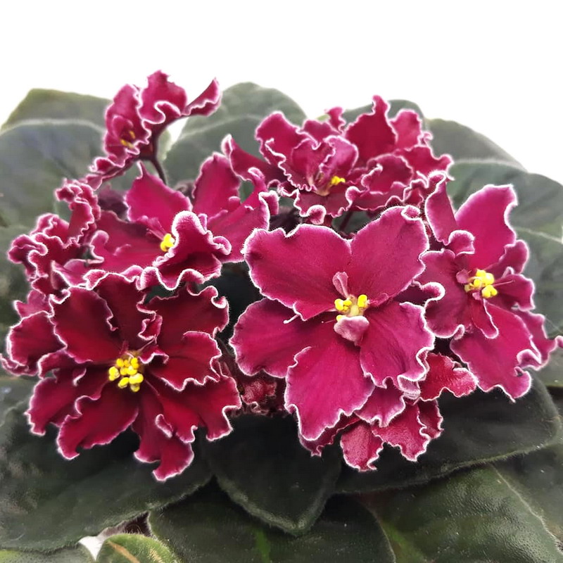 167741994_3768722399912716_5476997354551005560_n.jpg