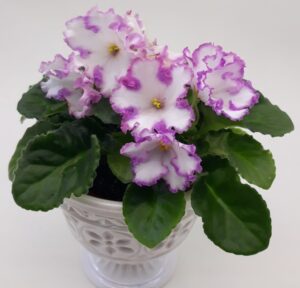 NDer-Запахло Весной/ NDer-Zapahlo Vesnoi