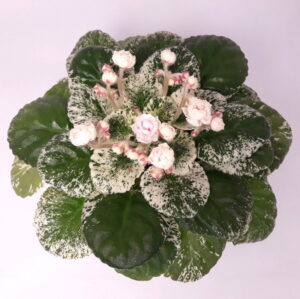 Watermelon Snow