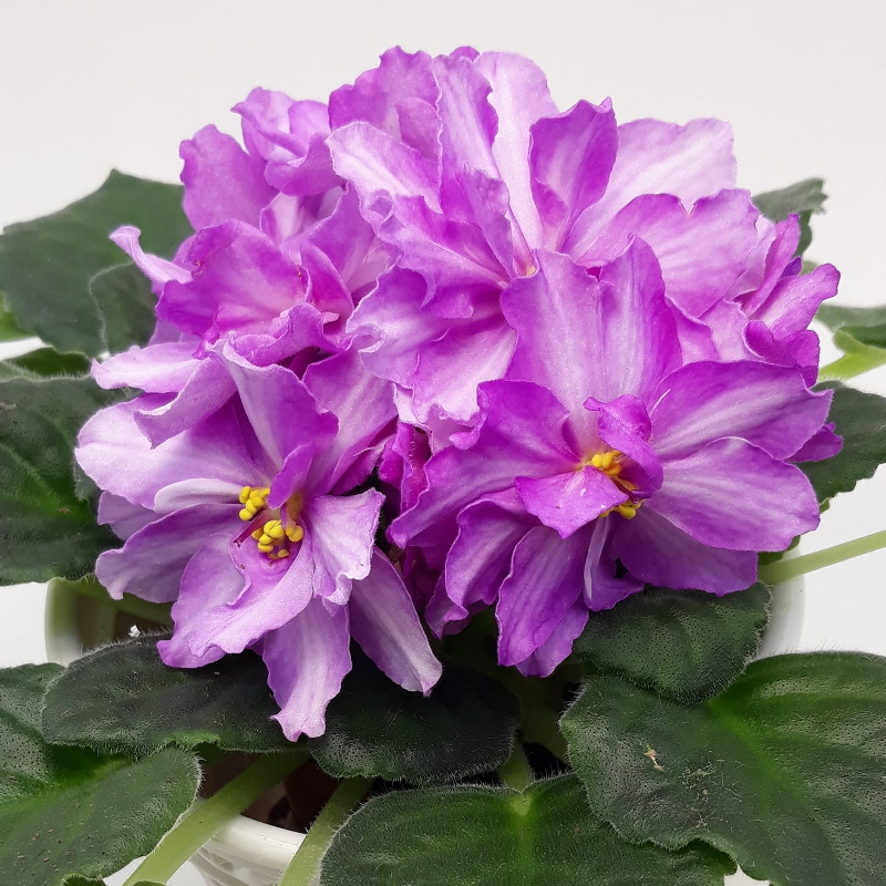 a71-1.jpg