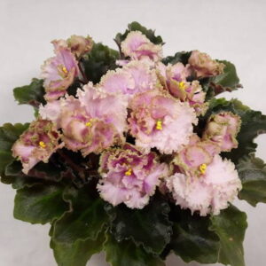 Rob's Antique Rose
