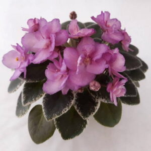 Donelle