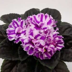 Suncoast Peppermint Kathy