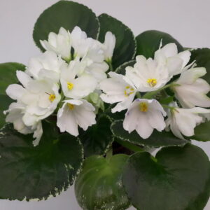ЛЕ-Предвестник Весны