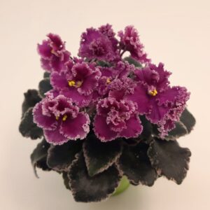 Jolly Frills