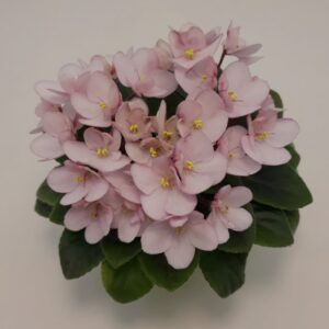 Emerald Pink