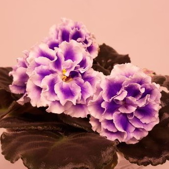 nk10.jpg