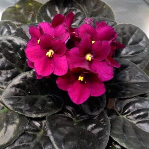 Optimara Arizona