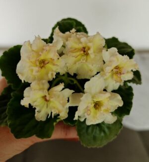 Sunkised Rose