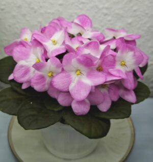 Rhapsodie Rosalie