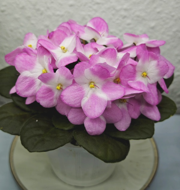зображення_viber_2025-02-04_18-14-45-498