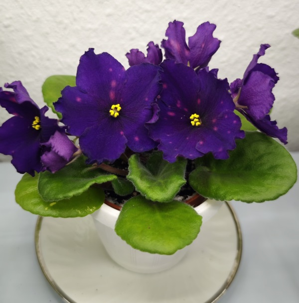 зображення_viber_2025-02-04_18-14-45-809