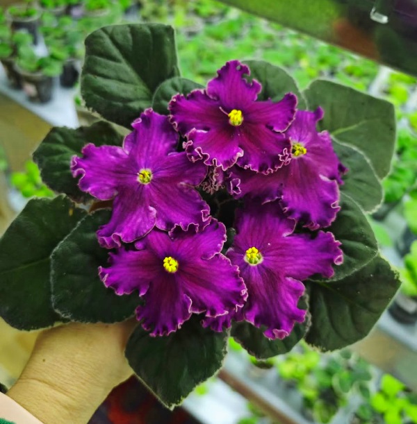 зображення_viber_2025-02-06_11-21-33-129