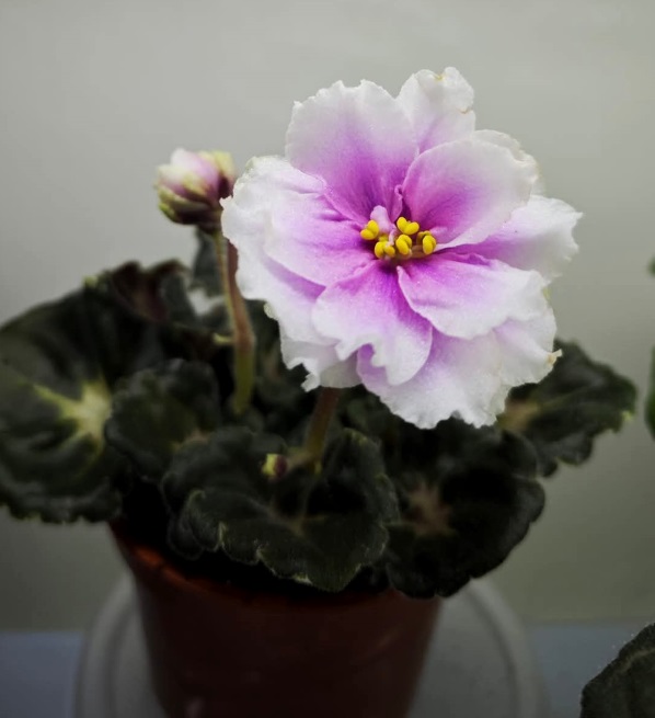 зображення_viber_2025-02-06_11-24-25-461