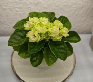 Hunter`s Cabbage Goddes