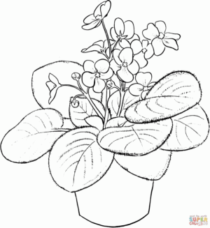Imp`s Jelly Fish Sting