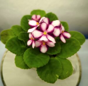 LC`s Raspberry Whisper
