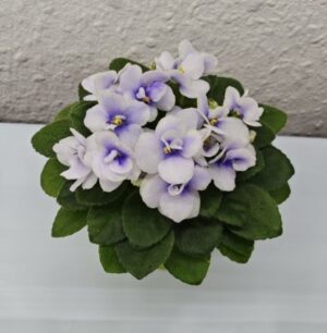 Jolly Orchid