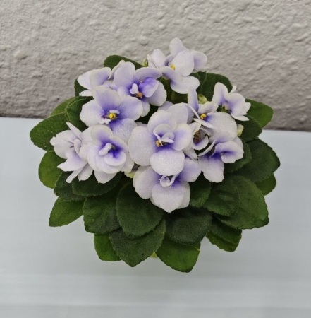Jolly Orchid