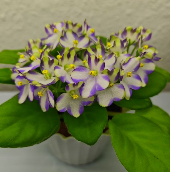Марина Цв